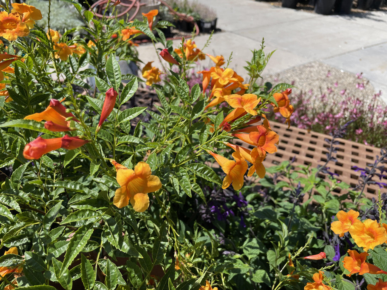 Oompa Loompa Tecoma – Armstrong Garden Centers