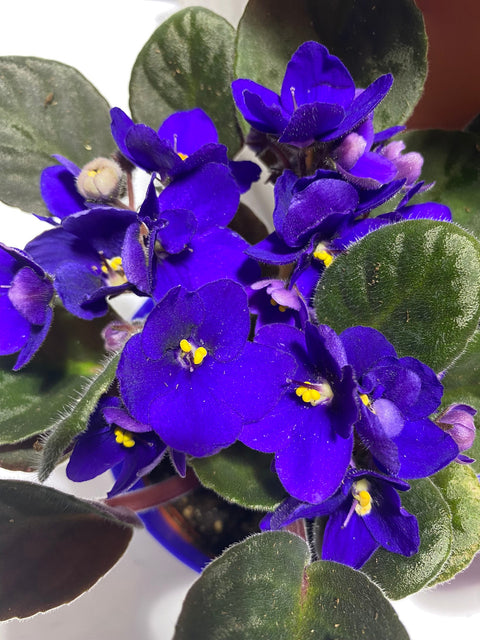 Saintpaulia African Violet with Pot Cover