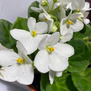Saintpaulia African Violet with Pot Cover