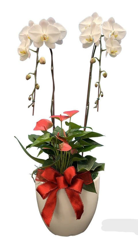 Orchid Arrangement with Foliage