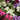 Verbena - 4 inch