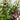 Angelonia - 4 inch