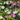 Bacopa