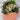 Imprint Succulent planter