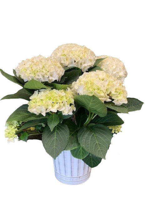White Hydrangea in Silver Tin