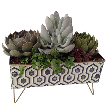 Hex Succulent Planter