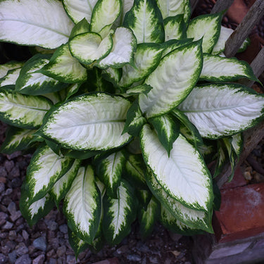 Camille Dieffenbachia