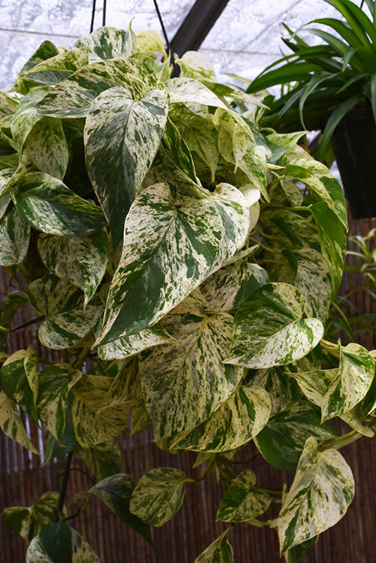 Marble Queen Golden Pothos - Thumbnail 4
