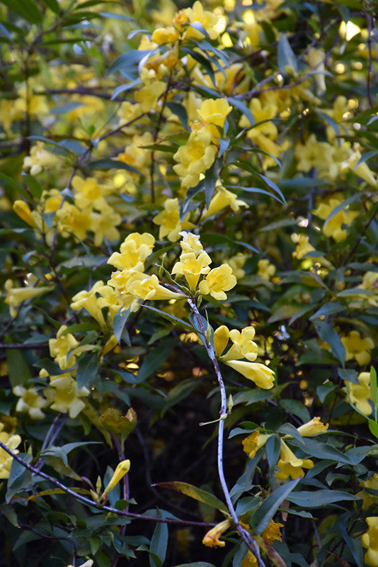 Carolina Yellow Jessamine - Thumbnail 2