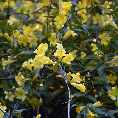 Carolina Yellow Jessamine