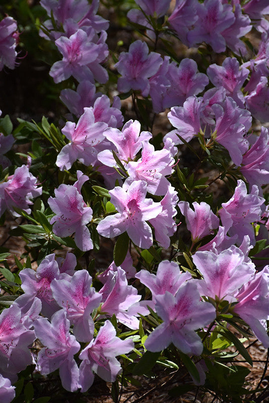 George Lindley Taber Azalea - Thumbnail 2