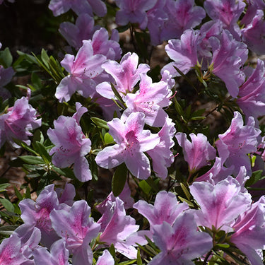 George Lindley Taber Azalea