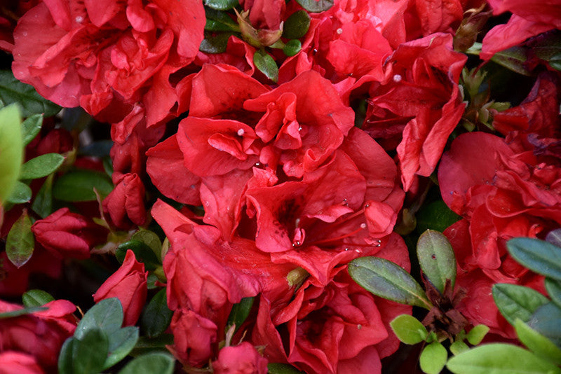 Autumn Fire Encore Azalea Shrub - Thumbnail 3