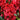 Encore® Autumn Fire Azalea