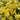Carolina Yellow Jessamine