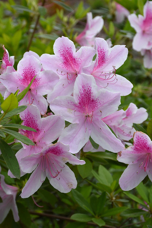 George Lindley Taber Azalea