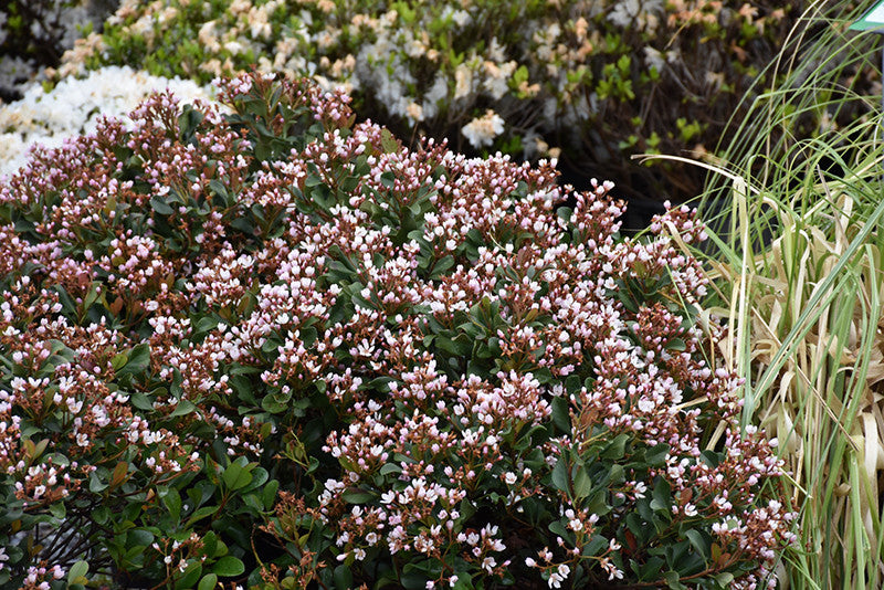 Pink Lady Indian Hawthorn - Thumbnail 2