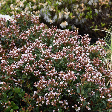 Pink Lady Indian Hawthorn