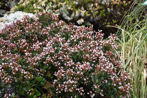 Pink Lady Indian Hawthorn