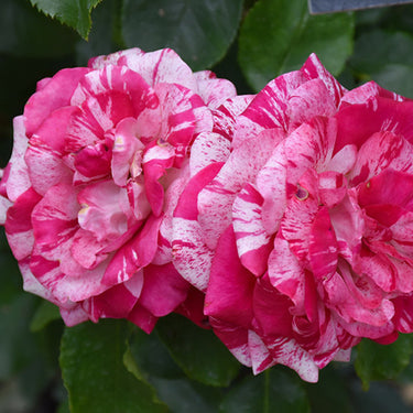 Rock And Roll Rose