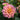 Dahlinova Hypnotica® Rose Bicolor Dahlia