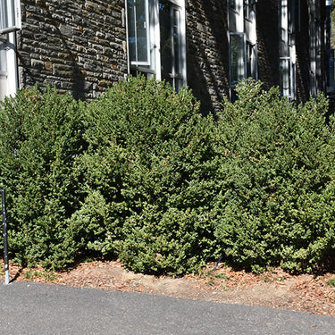 Green Mountain Boxwood