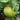 Oroblanco Grapefruit Semi Dwarf