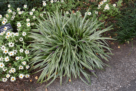 Silvery Sunproof Variegated Lily Turf