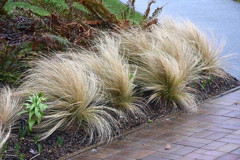 Mexican Feather Grass