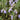 Huntington Carpet Rosemary