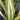 Yellow Wave New Zealand Flax