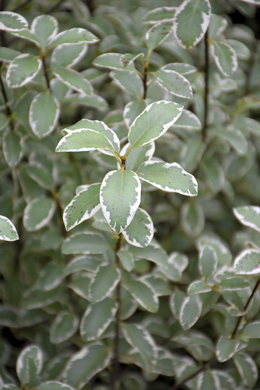 Pittosporum tenuifolium 'Marjorie Channon'
