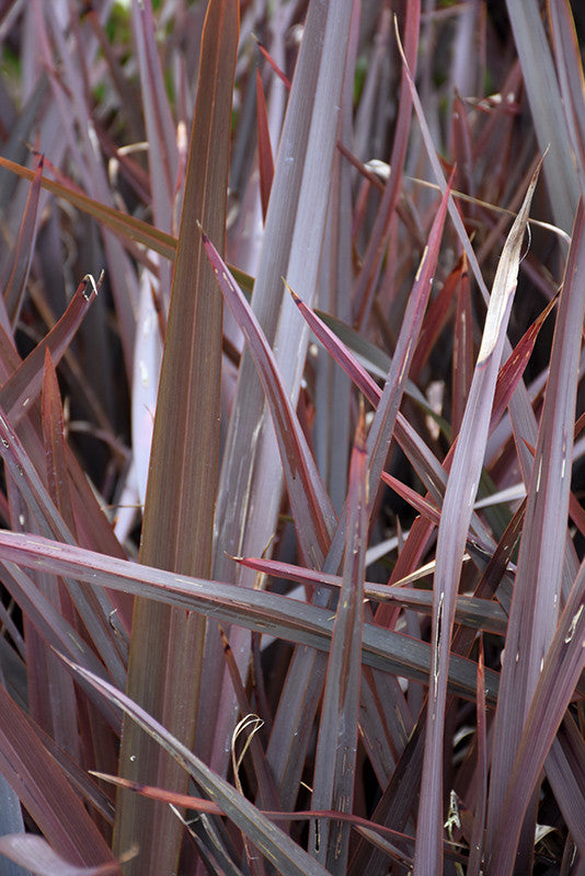Amazing Red New Zealand Flax