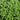 Greek Oregano