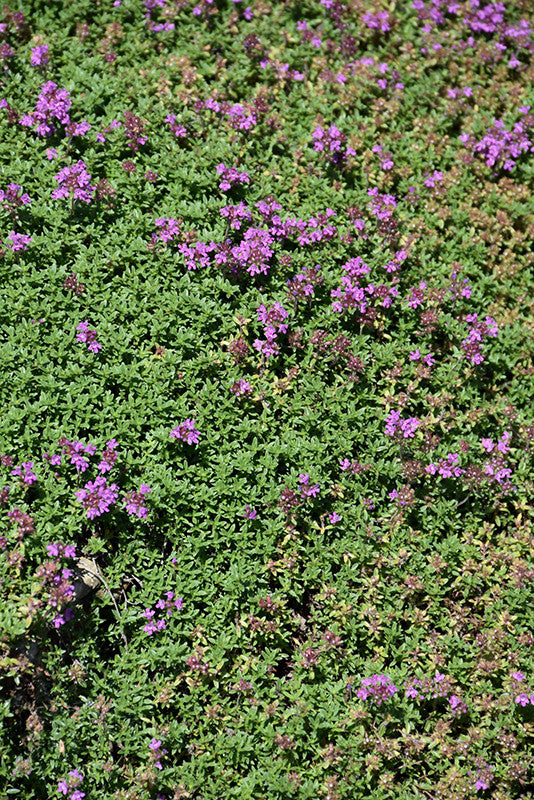 Thyme Creeping – Armstrong Garden Centers