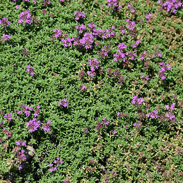 Thyme Creeping