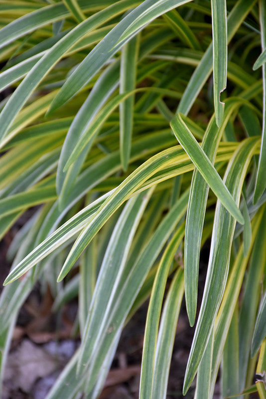 Silvery Sunproof Variegated Lily Turf - Thumbnail 2
