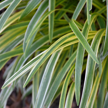 Silvery Sunproof Variegated Lily Turf
