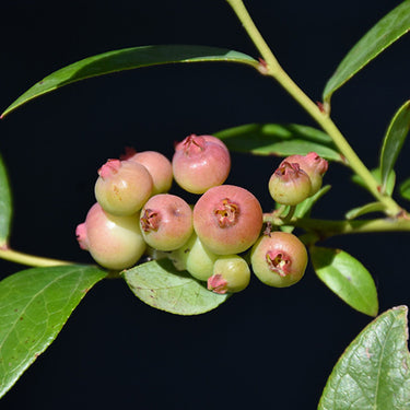 Pink Lemonade Blueberry