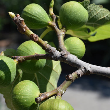 Black Jack Fig