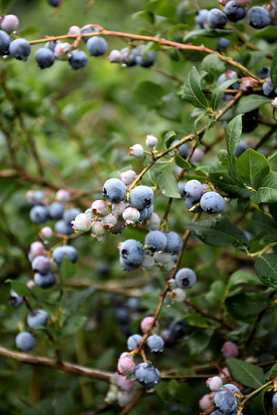 Jubilee Blueberry – Armstrong Garden Centers