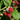 Willamette Raspberry