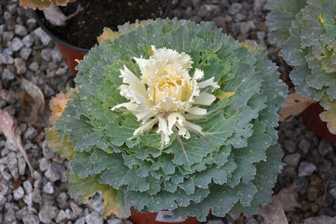 Cabbage Osaka Wavy White