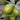 Bearss Seedless Lime Semi Dwarf