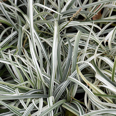 Silver Dragon Lily Turf