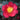 Yuletide Camellia