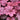 Berry Smoothie Coral Bells