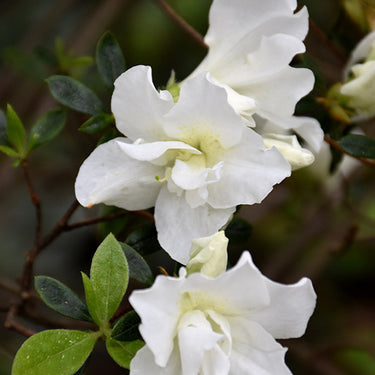 Azalea Alaska White