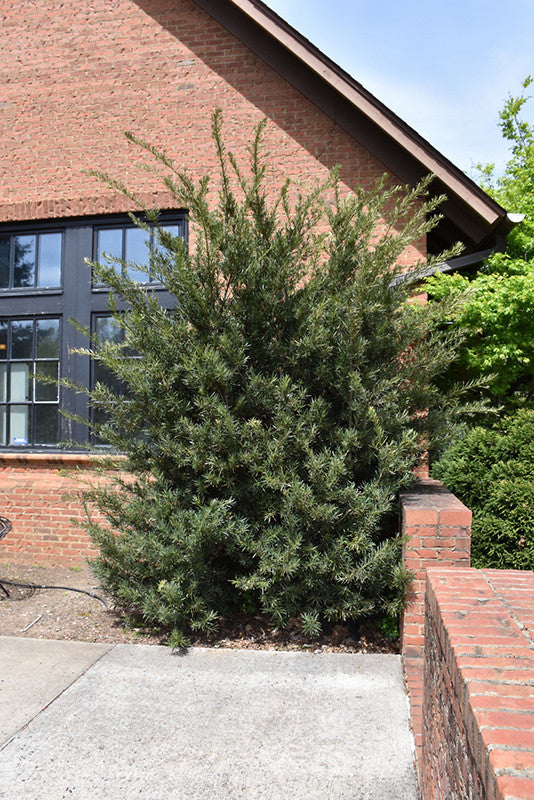 Japanese Yew - Thumbnail 2