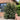 Japanese Yew